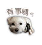 Blankly lovely dog B_BOW（個別スタンプ：7）