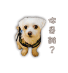 Blankly lovely dog B_BOW（個別スタンプ：8）