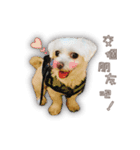 Blankly lovely dog B_BOW（個別スタンプ：9）