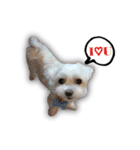 Blankly lovely dog B_BOW（個別スタンプ：10）