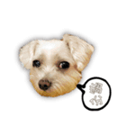Blankly lovely dog B_BOW（個別スタンプ：12）