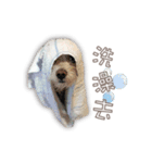 Blankly lovely dog B_BOW（個別スタンプ：13）