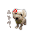Blankly lovely dog B_BOW（個別スタンプ：14）