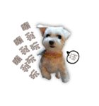 Blankly lovely dog B_BOW（個別スタンプ：15）