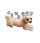 Blankly lovely dog B_BOW（個別スタンプ：16）