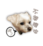Blankly lovely dog B_BOW（個別スタンプ：17）