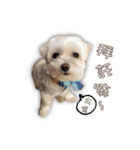 Blankly lovely dog B_BOW（個別スタンプ：18）