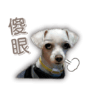 Blankly lovely dog B_BOW（個別スタンプ：19）