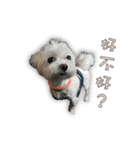 Blankly lovely dog B_BOW（個別スタンプ：20）