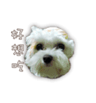 Blankly lovely dog B_BOW（個別スタンプ：21）