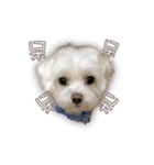 Blankly lovely dog B_BOW（個別スタンプ：24）