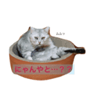 かいくんのいつも（個別スタンプ：1）