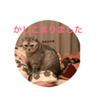 かいくんのいつも（個別スタンプ：7）