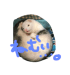 イタチとトカゲ（個別スタンプ：5）