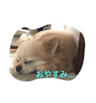 小次郎です。（個別スタンプ：3）