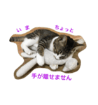 ねこのスー「自由気ままに」（個別スタンプ：1）