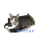 ねこのスー「自由気ままに」（個別スタンプ：4）