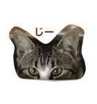 ねこのスー「自由気ままに」（個別スタンプ：7）