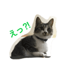 ねこのスー「自由気ままに」（個別スタンプ：8）