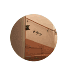 ねこのスー「自由気ままに」（個別スタンプ：9）