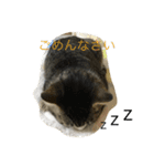 ねこのスー「自由気ままに」（個別スタンプ：11）