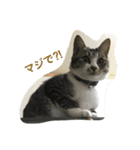 ねこのスー「自由気ままに」（個別スタンプ：12）