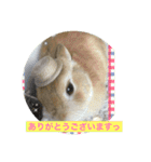 まろんのあいさつ（個別スタンプ：1）