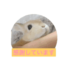 まろんのあいさつ（個別スタンプ：2）