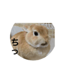 まろんのあいさつ（個別スタンプ：4）