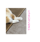 まろんのあいさつ（個別スタンプ：7）