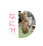 まろんのあいさつ（個別スタンプ：10）
