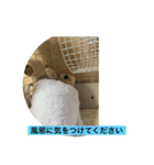 まろんのあいさつ（個別スタンプ：11）
