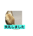 まろんのあいさつ（個別スタンプ：12）