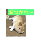まろんのあいさつ（個別スタンプ：13）