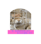 まろんのあいさつ（個別スタンプ：14）
