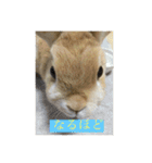 まろんのあいさつ（個別スタンプ：16）
