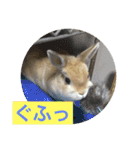 まろんのあいさつ（個別スタンプ：17）