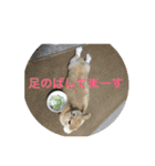 まろんのあいさつ（個別スタンプ：19）