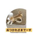 まろんのあいさつ（個別スタンプ：21）