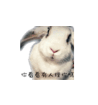 My magic rabbit（個別スタンプ：2）