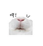 My magic rabbit（個別スタンプ：3）