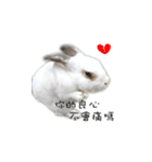 My magic rabbit（個別スタンプ：4）