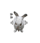 My magic rabbit（個別スタンプ：5）