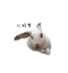 My magic rabbit（個別スタンプ：6）