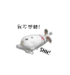 My magic rabbit（個別スタンプ：8）