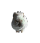 My magic rabbit（個別スタンプ：11）