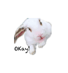 My magic rabbit（個別スタンプ：16）