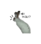 My magic rabbit（個別スタンプ：17）