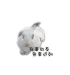 My magic rabbit（個別スタンプ：22）