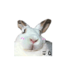 My magic rabbit（個別スタンプ：24）